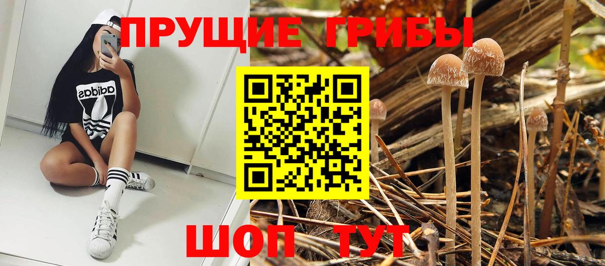 Коряжма  что такое наркотик  Вход с VPN  Галлюциногенные грибы Psilocybine cubensis 